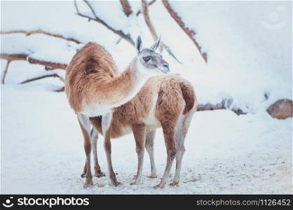 Two Guanacos, mother and baby on a natural winter background, portrait