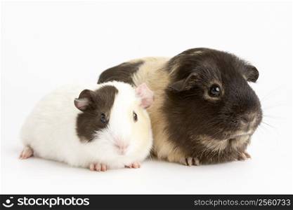 Two Guinea Pigs Against White Background