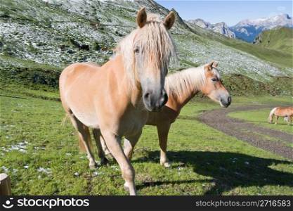 two haflinger horses free in a high mountain pasture in italian dolomites, Sudtirol