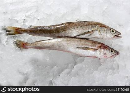 two hake fish on ice