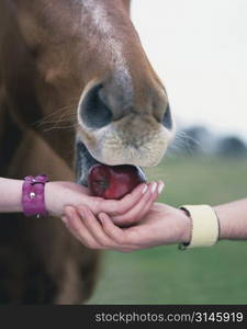 Two hands feeding a horse.