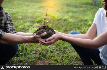 Two hands holding together young of tree. plant growing in nature