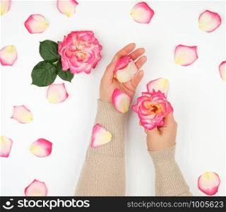 two hands of a young girl with smooth skin and pink rose petals on a white background, top view, fashionable concept for hand skin care