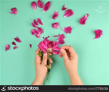 two hands of a young girl with smooth skin and red peony petals on a green background, top view