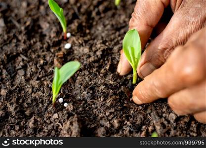 Two hands of agricultural men are planting seedlings of corn.
