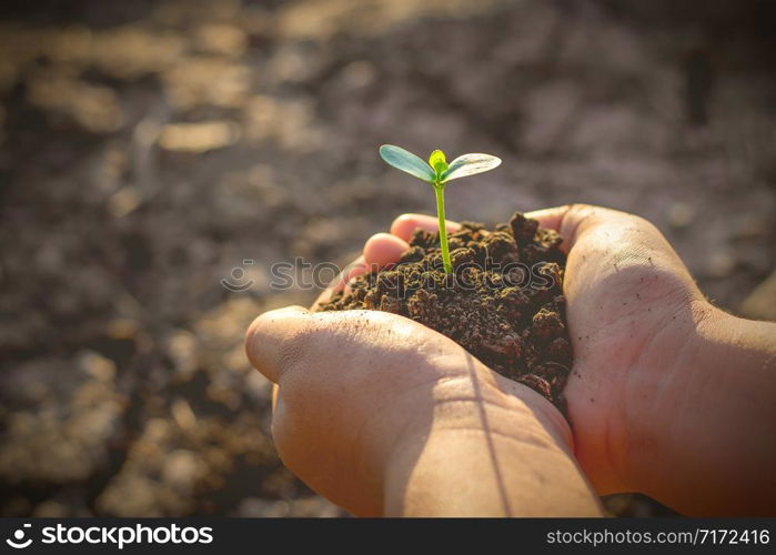 Two hands of the children are planting the seedlings into the soil, ecology concept.