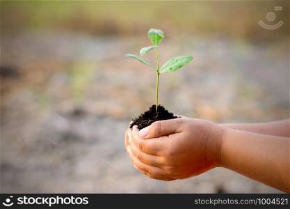 Two hands of the children were hilding seedlings.