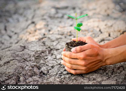 Two hands of the men were holding a seedling nursery bags placed on the ground to dry.