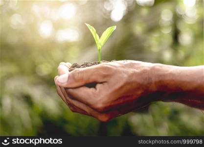 Two hands of the men were holding seedlings to be planted, ecology concept.