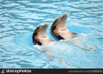 Two happy dolephins is swimming side by side.