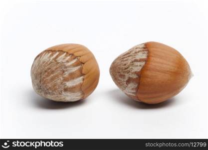 Two Hazelnuts