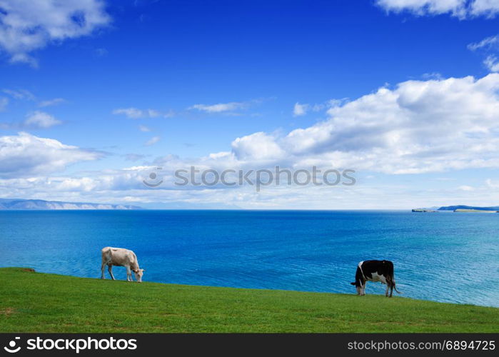 Two Healthy Beautiful Cows Graze on the Landscape of Shore of Lake Baikal in a Beautiful Sunny Summer Day against the Background of a Wonderful Blue Cloudy Sky