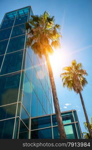 Two high palm trees growing next to modern skyscraper of concrete and glass