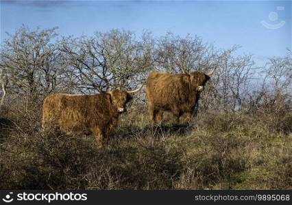 two highland cattle in the dunes in holland in the winter morning with blue sky. Highland cattle in the dunes in holland
