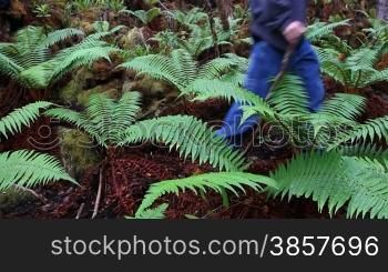 Two hikers pass through a group of green ferns growing on the forest floor