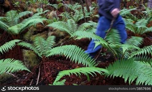 Two hikers pass through a group of green ferns growing on the forest floor