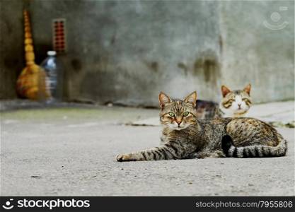 Two homeless cats on the streets of the city in the &#xA;summer