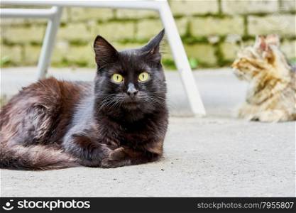 Two homeless cats on the streets of the city in the &#xA;summer