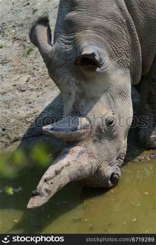 Two-horned rhinoceros drinking water at Zoo Dvur Kralove in Eastern Bohemia, Czech Republic