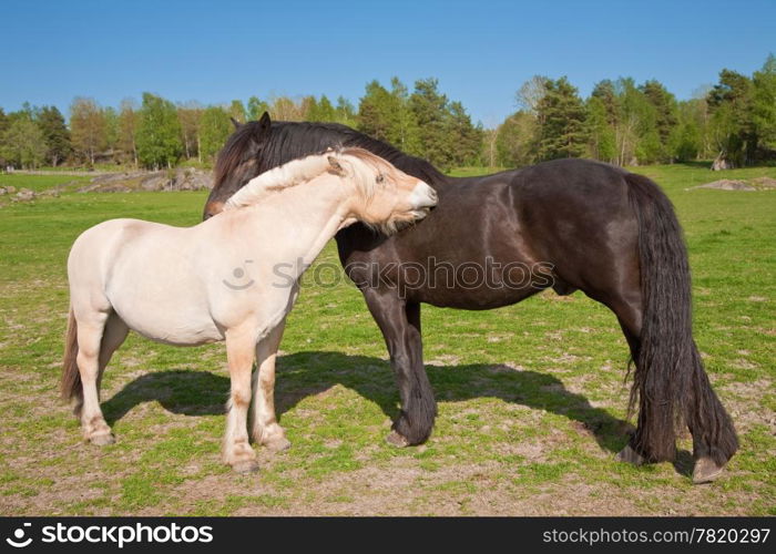 two horses