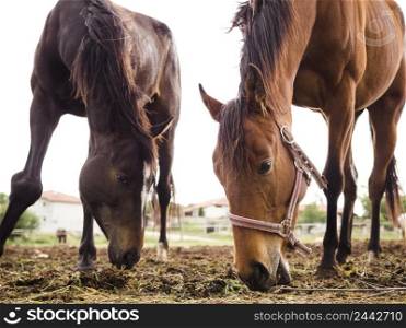 two horses eating from ground