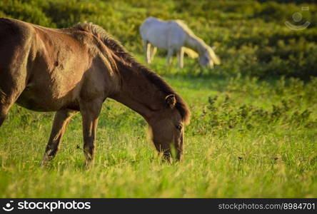 Two horses eating grass together in the field, hill with two horses eating grass, two horses in a meadow