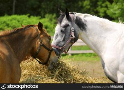 Two horses feeding at the runch on bright summer day, closeup
