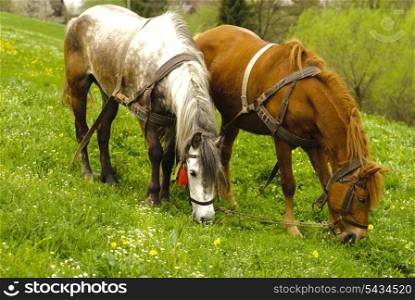 Two horses graze on countryside meadows, spring