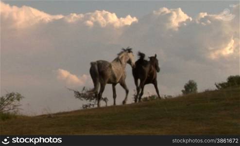 Two horses grazing in a field