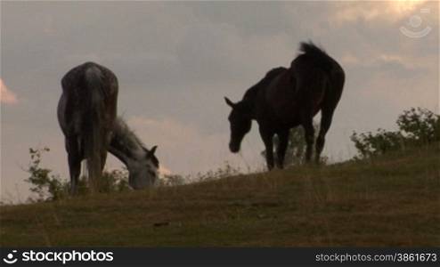 Two horses grazing in a field