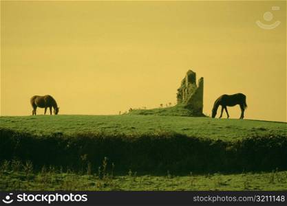 Two horses grazing in a field, County Clare, Republic of Ireland