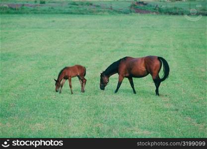 Two horses grazing in a field, Smaland, Sweden