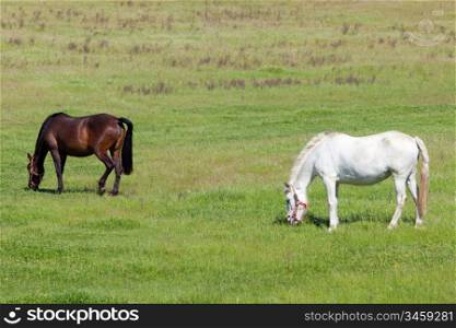 Two horses grazing in a meadow full of green grass