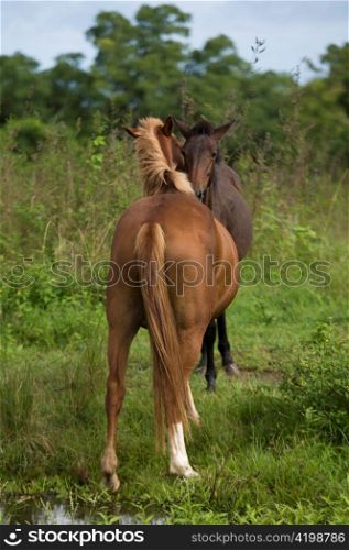 Two horses in a field, Santa Cruz Island, Galapagos Islands, Ecuador