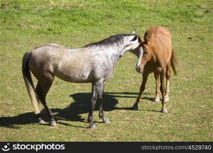 Two horses in a meadow in the french alps, France