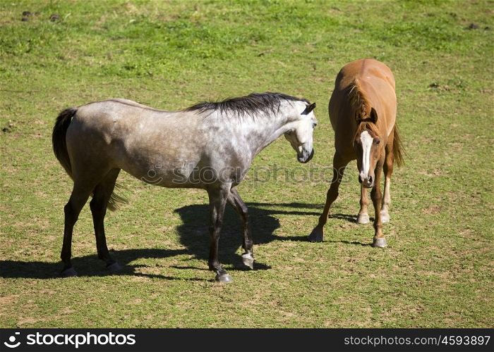 Two horses in a meadow in the french alps, France