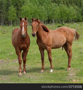 Two horses in a ranch, Northern Alberta, Alberta, Canada