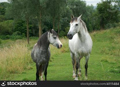Two horses in countryside