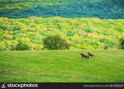 Two horses on green meadow and blue sky with clouds