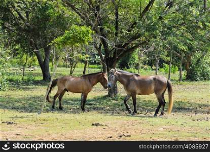 Two horses playing in field