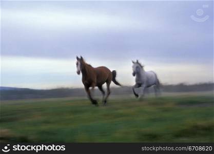 Two horses running on a field