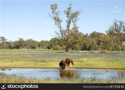 Two horses splashing around in a dam, on a farm, in South-Western New South Wales, Australia