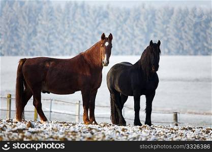 two horses standing on a field in winter, in the background a winter countryside
