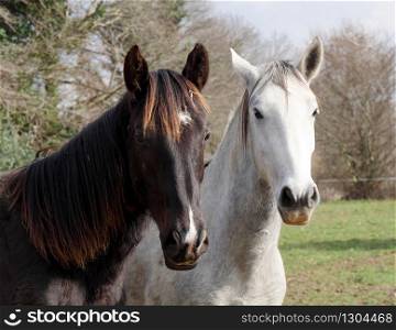 two horses white and black in the meadow