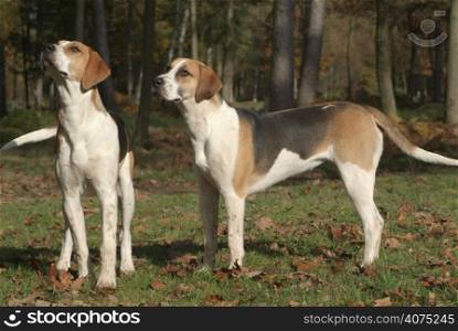 Two hounds