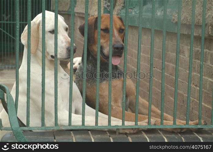 Two hounds in a kennel