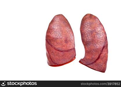 Two human model lungs isolated on white background