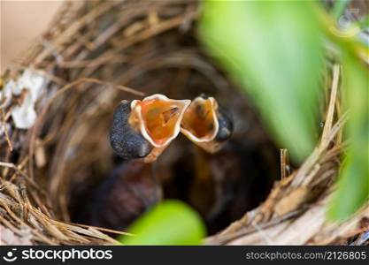 two hungry baby bird in the nest