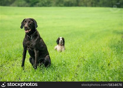 Two hunting dogs on a green field