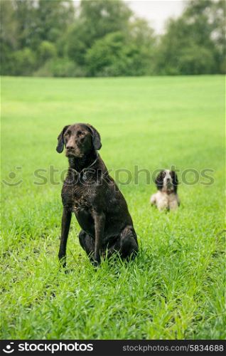 Two hunting dogs on a green field